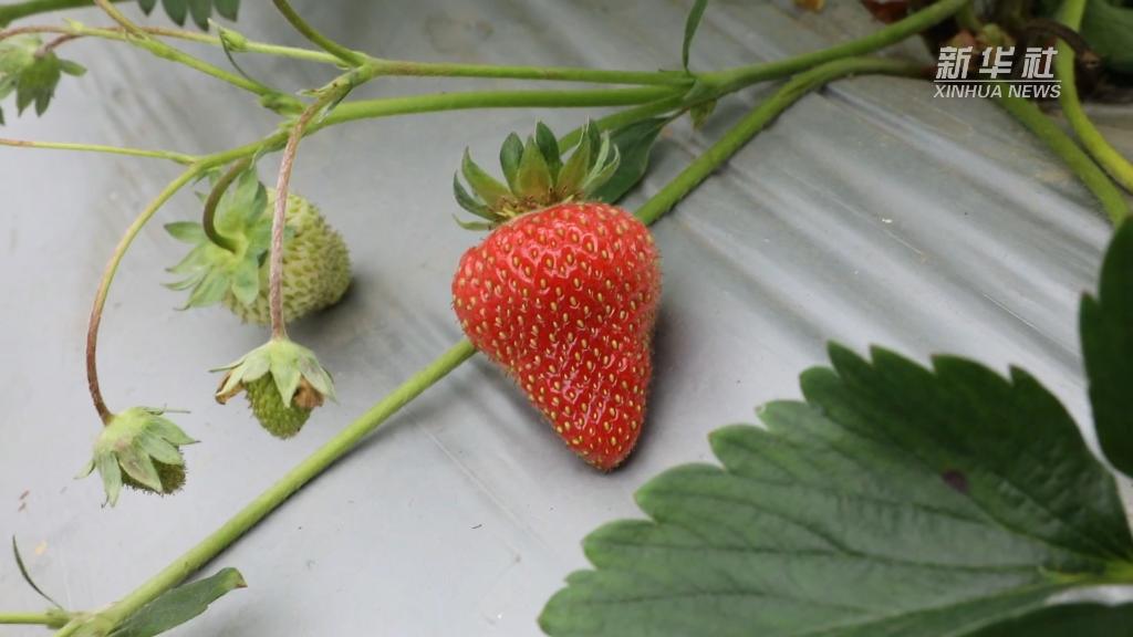 新华全媒+丨“草莓博士”李世瑶的草莓种植经