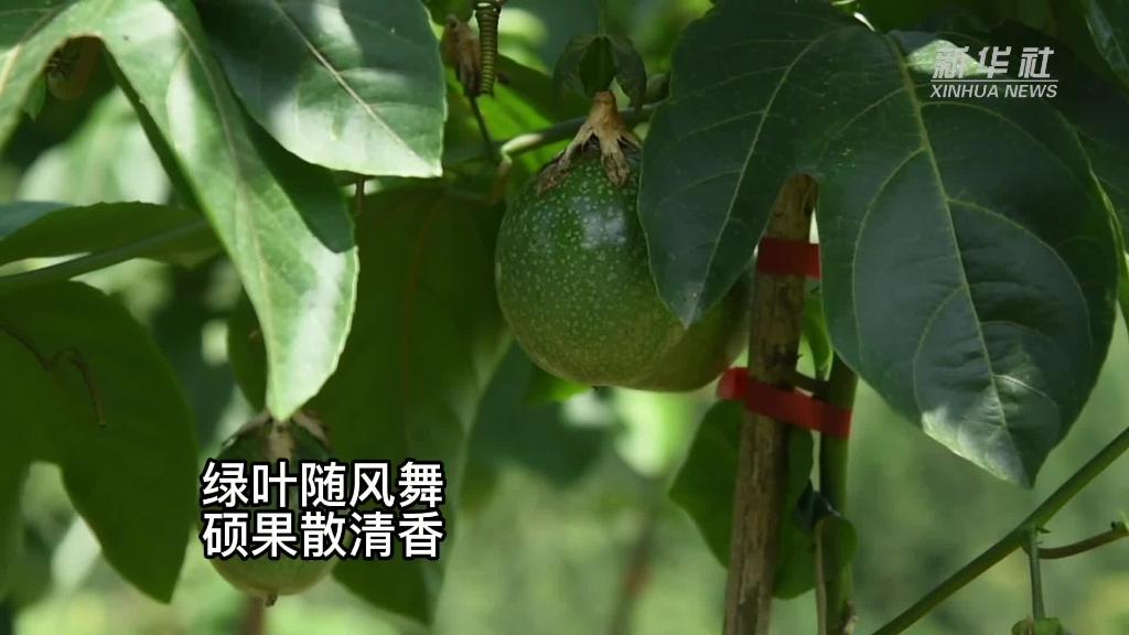 贵州榕江：百香果上市促增收
