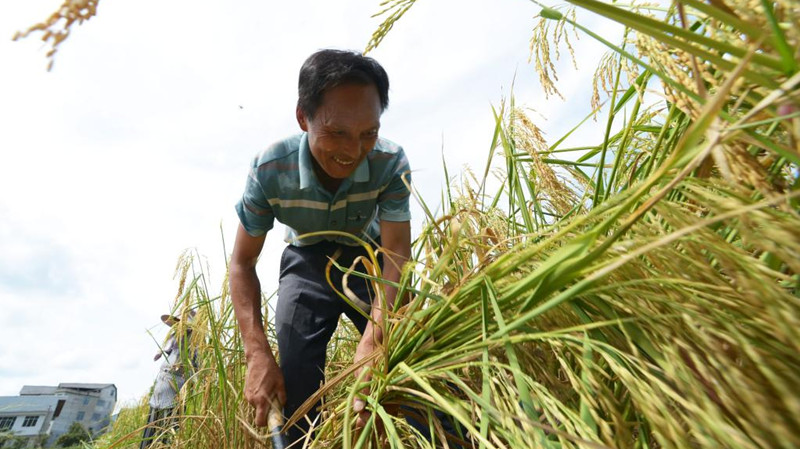 贵州绥阳：抢收水稻保丰收