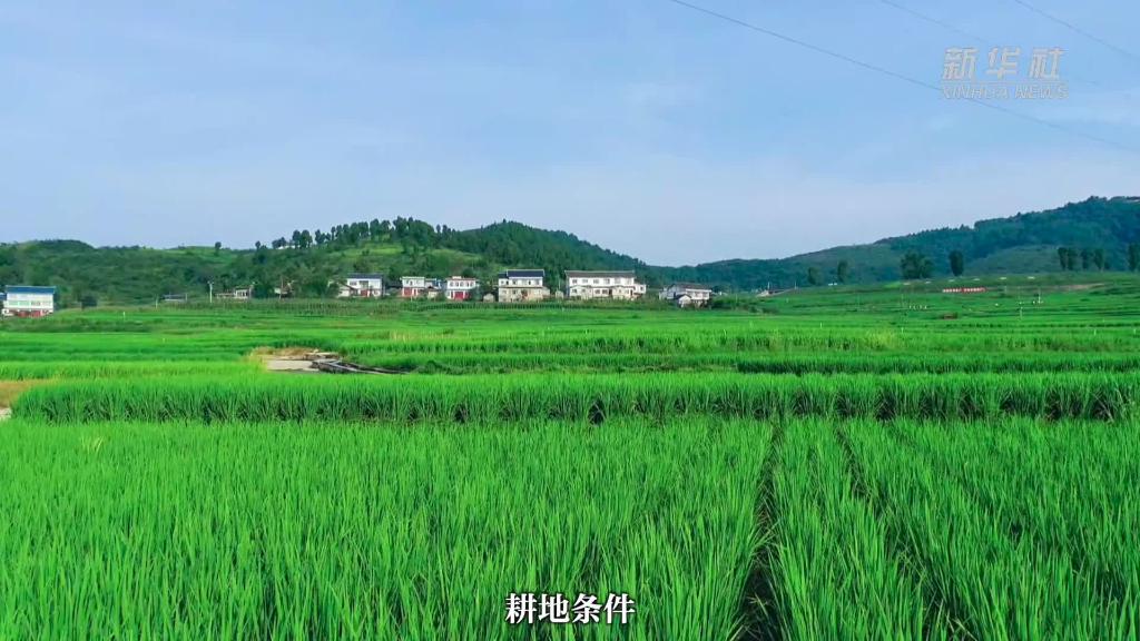 貴州遵義進入水稻採收季