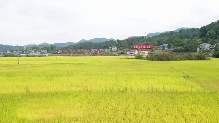 贵州遵义：水稻成熟收割忙 多措并举保增收