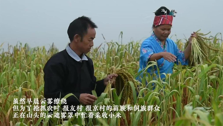 貴州苗侗群眾喜迎小米豐收