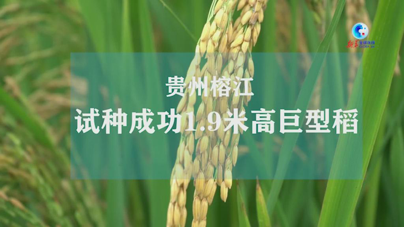全球連線｜貴州榕江試種成功1.9米高巨型稻
