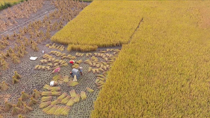 貴州龍裏：農機助秋收 奏響“豐收曲”