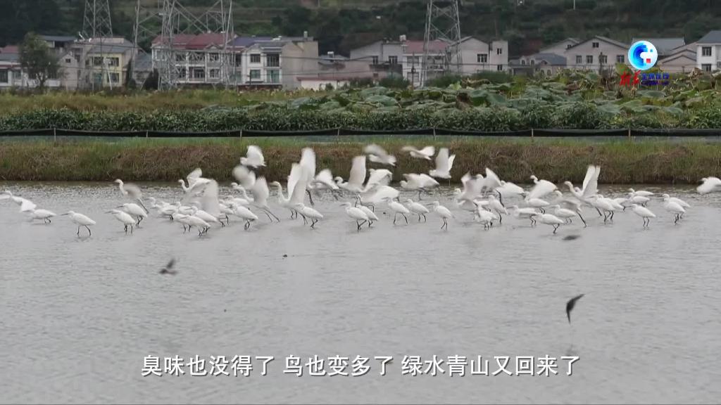 全球连线丨中国西部渔民见证乌江生态之变