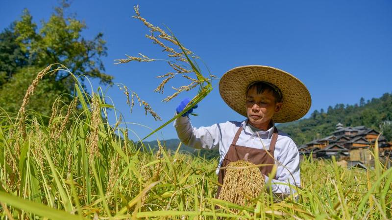 贵州从江：“香禾糯”稻谷迎丰收