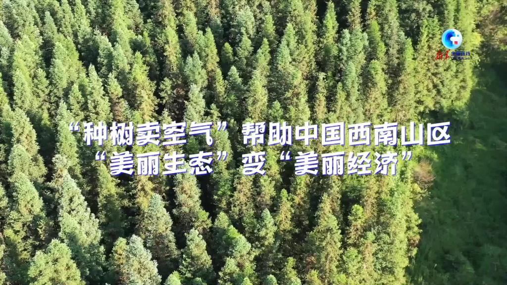 全球連線丨“種樹賣空氣”幫助中國西南山區“美麗生態”變“美麗經濟”