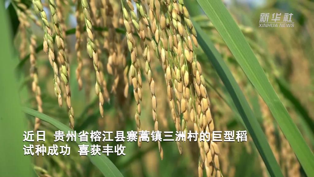 巨型稻讓貴州山區群眾的飯碗端得更穩