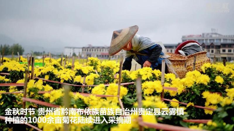 微視頻丨貴州貴定：千畝菊花迎豐收