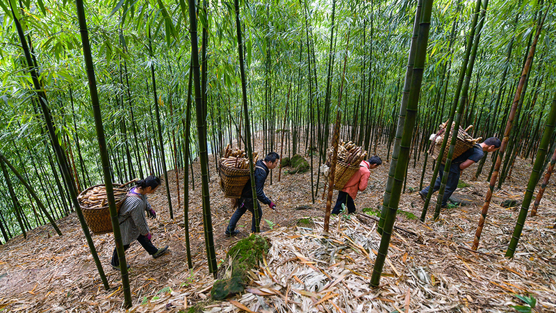 微視頻丨貴州赤水5萬畝大竹筍豐收上市