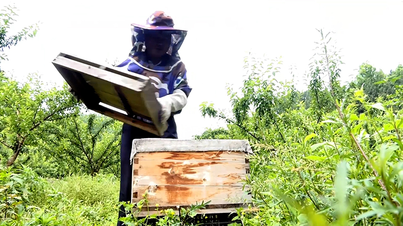 新华全媒+丨贵州遵义：发展生态蜜蜂养殖 打造乡村“甜蜜”事业