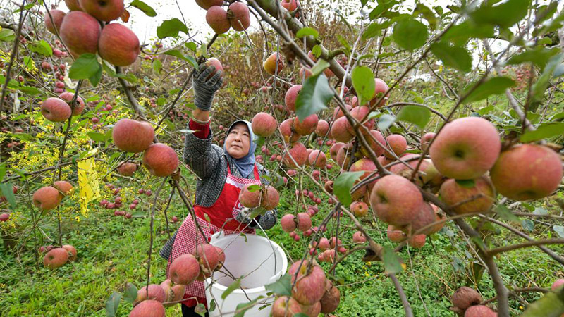 贵州威宁：高原苹果迎丰收