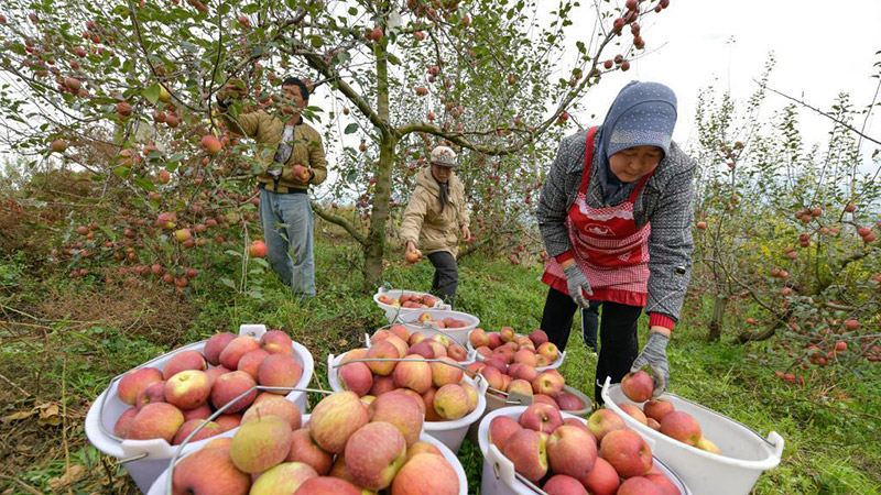 微視頻丨貴州威寧：高原蘋果迎豐收