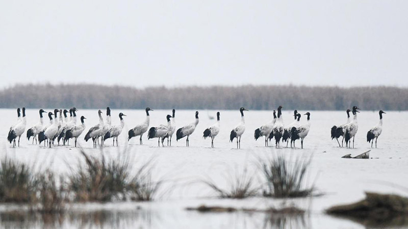 贵州草海湿地迎来今年首批越冬黑颈鹤