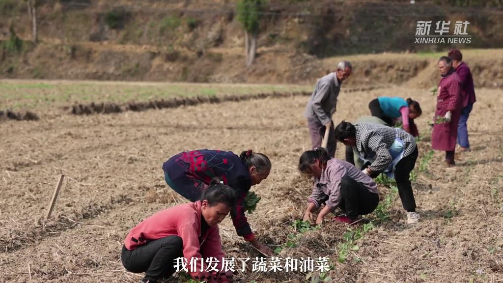 贵州石阡：稻油轮作保农时