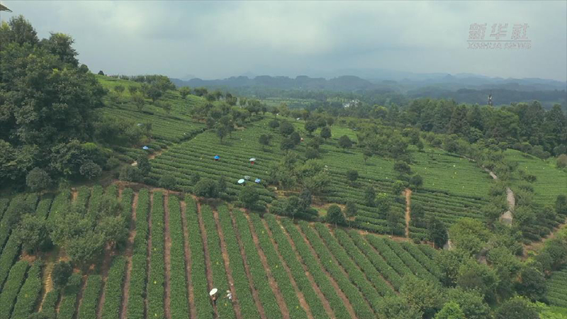 貴州湄潭：高品質推動茶産業發展賦能鄉村振興