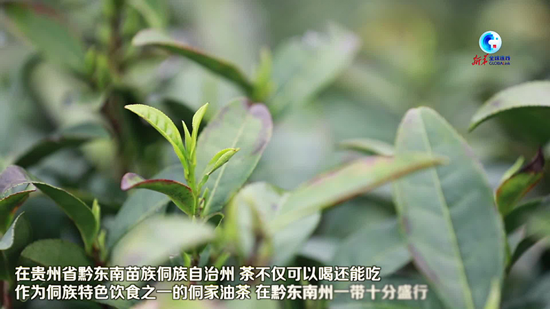 全球連線｜一把茶葉 七兩炒米 中國西南侗鄉熬制油茶驅寒過冬