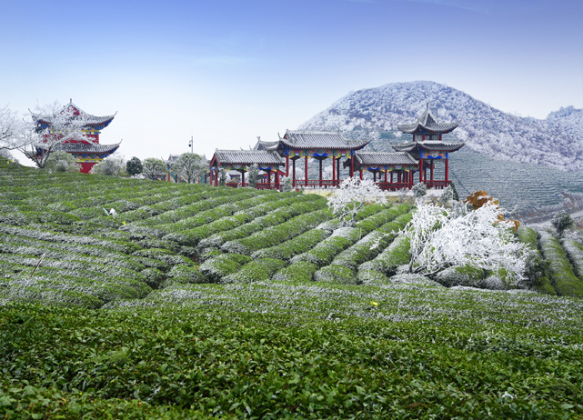 深入挖掘都匀毛尖茶文化内涵 促进茶旅融合发展