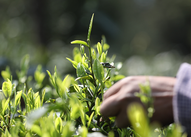 保持茶葉原生態 ‘寧要草不要草甘膦’