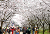 貴州：萬畝櫻花 春日綻放