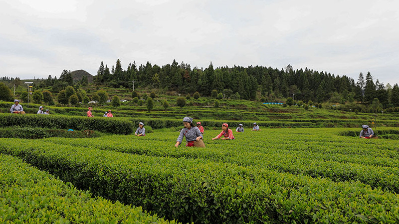 贵州江口：“茶旅融合”助力乡村振兴