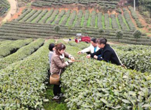 茶叶专家为湄潭茶产业发展把脉献策