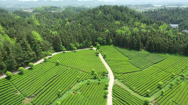 春茶上新季 看貴州生態茶鋪就鄉村振興路