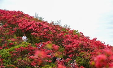貴州丹寨：杜鵑花正艷 遊客紛至遝來
