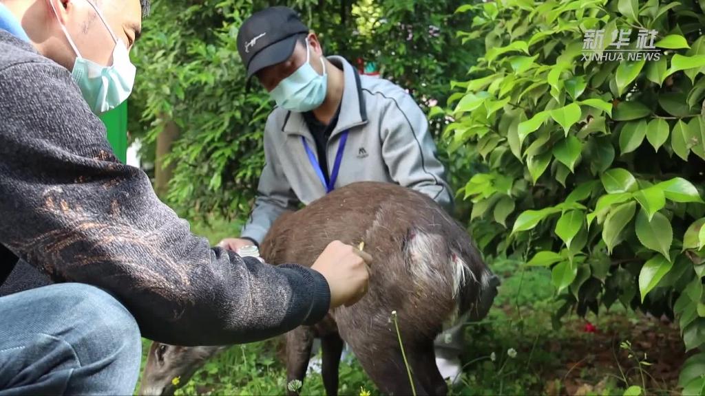 贵州习水国家级自然保护区成功救助一只受伤毛冠鹿