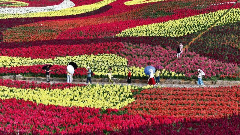 贵州麻江：以花为“媒”激活乡村旅游