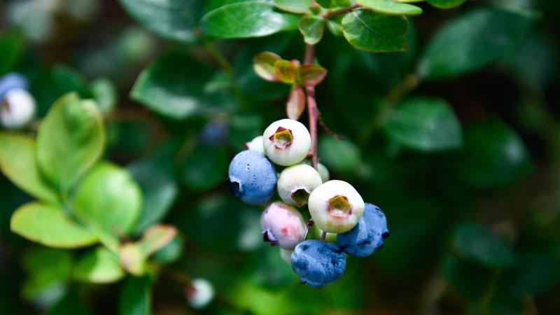 贵州麻江蓝莓开始采摘