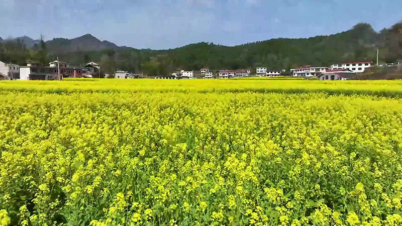 贵州万山：油菜开镰收割 “稻油轮作”增效益