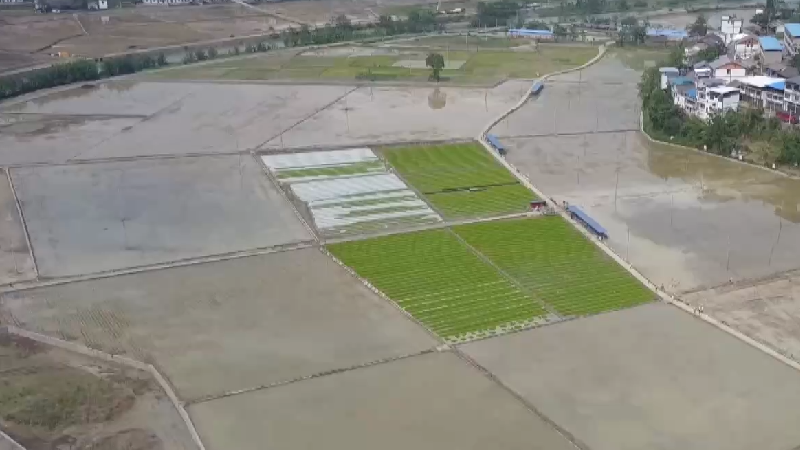 貴州桐梓：機械化助力水稻生産