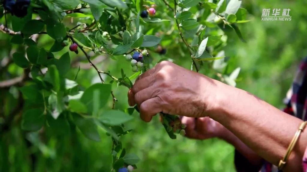 微視頻丨貴州麻江：藍莓小漿果 做成大産業