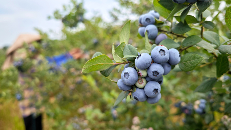 贵州麻江：蓝莓采摘忙 水土保持与产业发展实现双赢